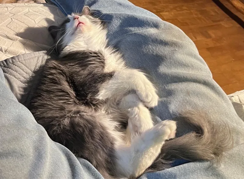 A baby medium-sized female Domestic Long Hair cat named Sissy for adoption in Fond Du Lac, WI