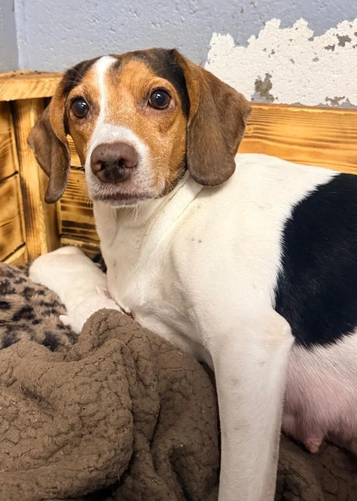 An adult medium-sized female Beagle dog named Sugar for adoption in North Vernon, IN