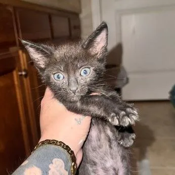 A baby small-sized male Black Domestic Short Hair cat named Onyx "Elkie" Carlsbad for adoption in Denver, CO