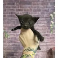 Onyx "Elkie" Carlsbad thumbnail 2