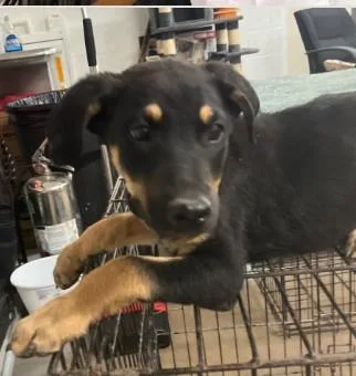 A baby medium-sized female Shepherd dog named Vaporeon for adoption in West Chester, PA