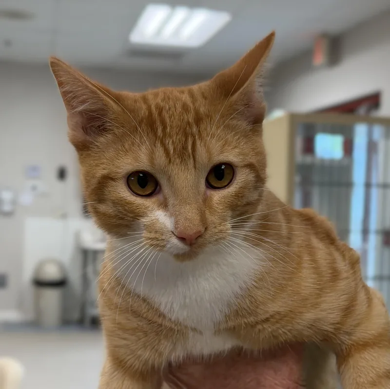 A young medium-sized male Orange / Red Domestic Short Hair cat named Chucky for adoption in Slidell, LA