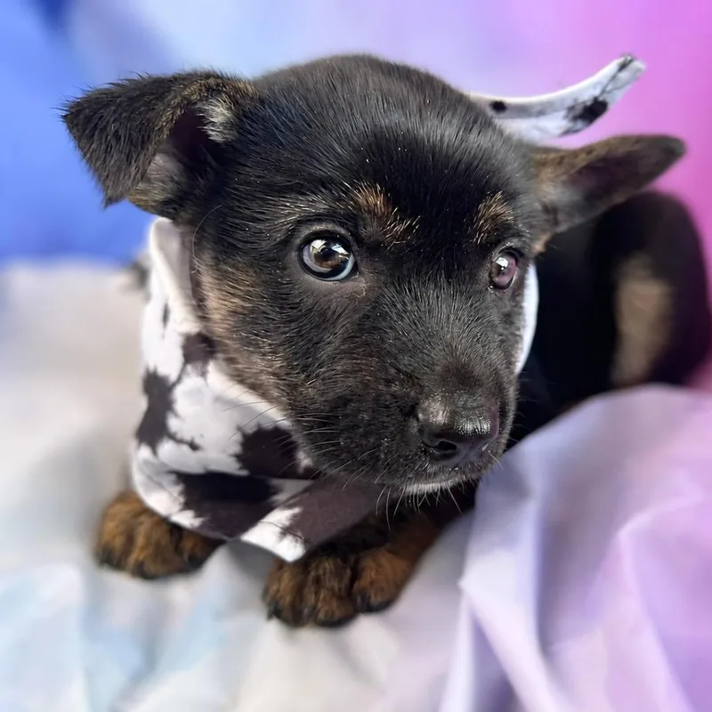 A baby small-sized male Black Australian Kelpie dog named Andrew for adoption in Boerne, TX