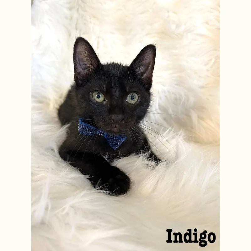 A baby medium-sized male Black Domestic Short Hair cat named Indigo for adoption in Rochester, NY