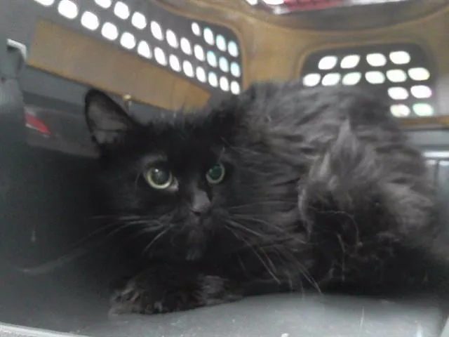A young medium-sized female Domestic Short Hair cat named Mimzy for adoption in Omaha, NE