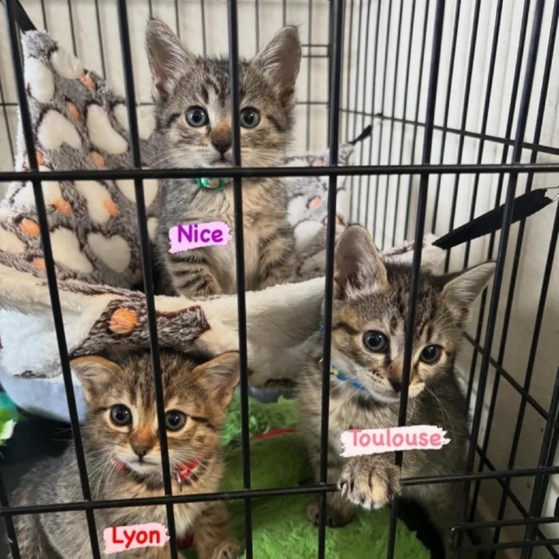 A baby small-sized female Brown / Chocolate Domestic Short Hair cat named Lyon for adoption in Westminster, CA