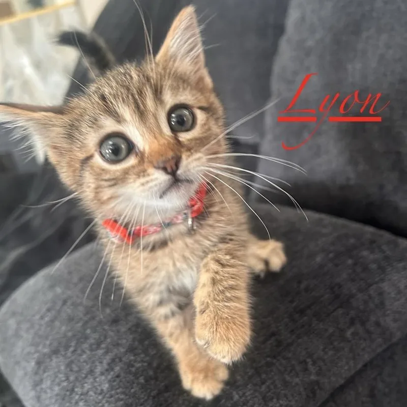 Lyon thumbnail 2