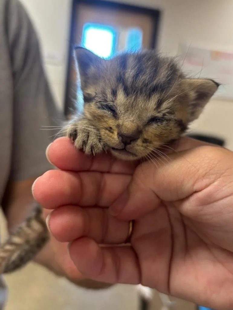 A baby large-sized male Domestic Short Hair cat named George for adoption in Greenfield, IN