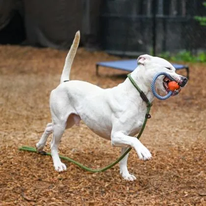 An adult large-sized male Mixed Breed dog named Claxton for adoption in Chamblee, GA