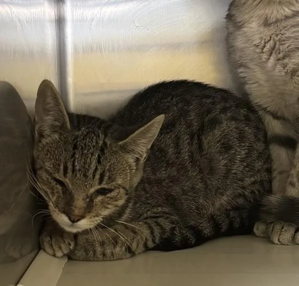 A young medium-sized male Domestic Short Hair cat named Wobble for adoption in Des Moines, IA