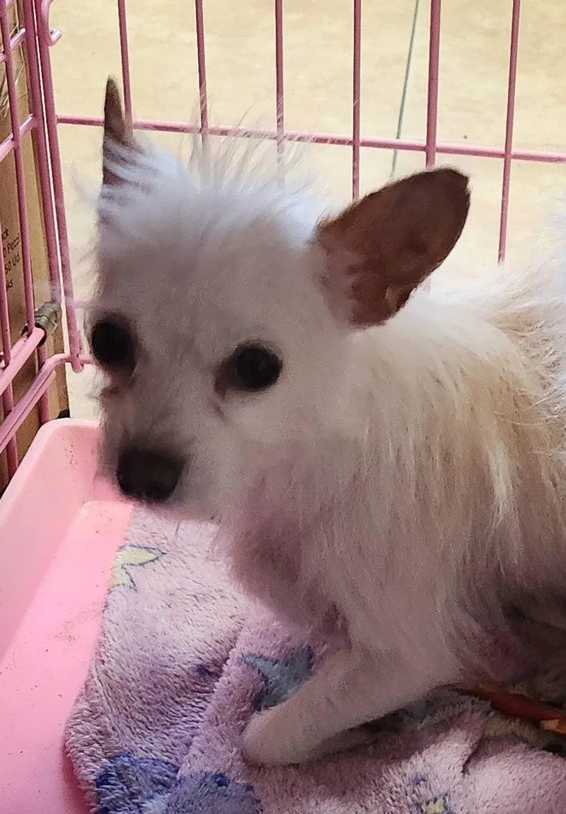 An adult small-sized female Yorkshire Terrier dog named Chloe for adoption in Oakland Park, FL