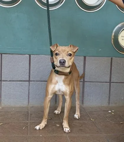 An adult small-sized female Terrier dog named Starla for adoption in Honolulu, HI