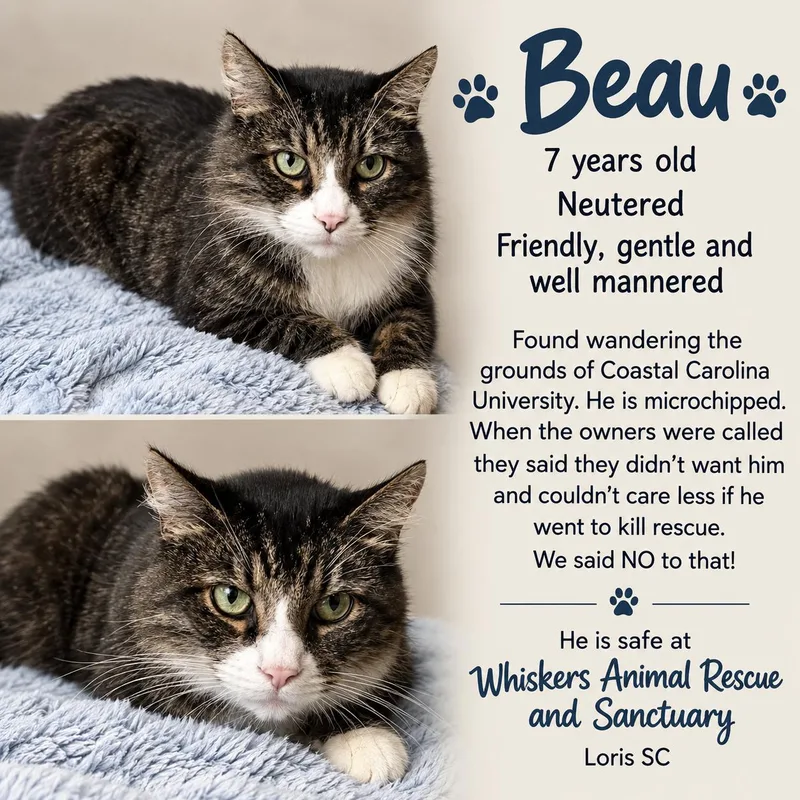 An adult medium-sized male Domestic Medium Hair cat named Beau for adoption in Myrtle Beach, SC