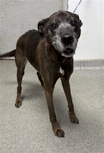 An adult medium-sized female Plott Hound dog named Mini for adoption in Lincolnton, NC