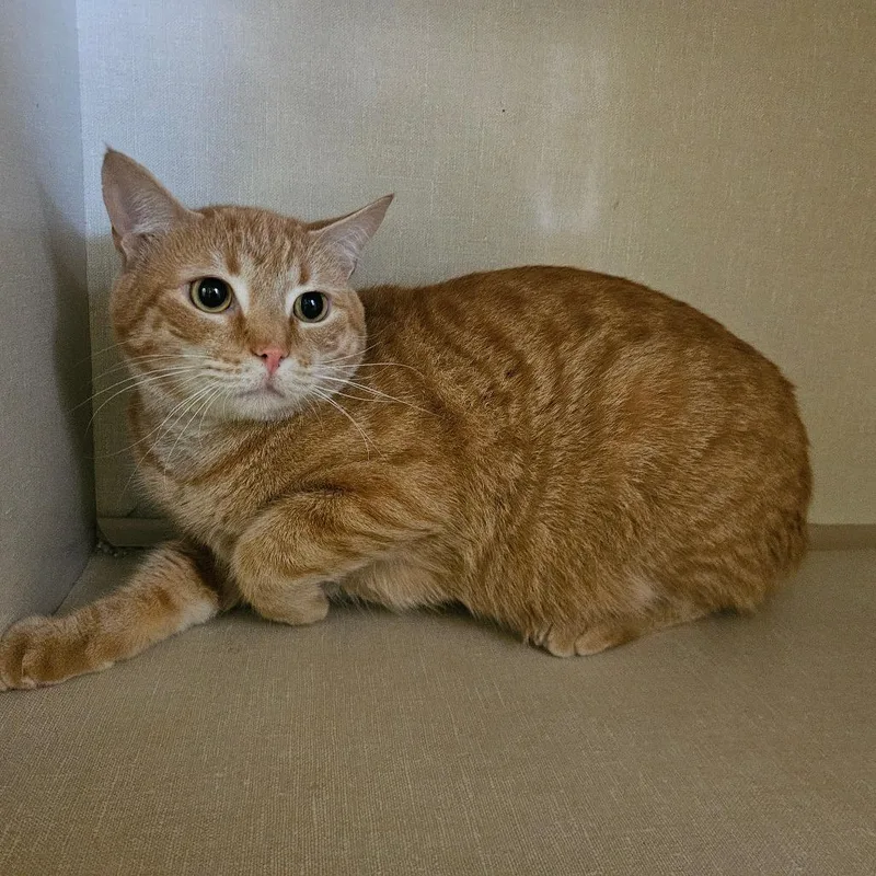 A young small-sized male Domestic Short Hair cat named Finn for adoption in Conway, NH
