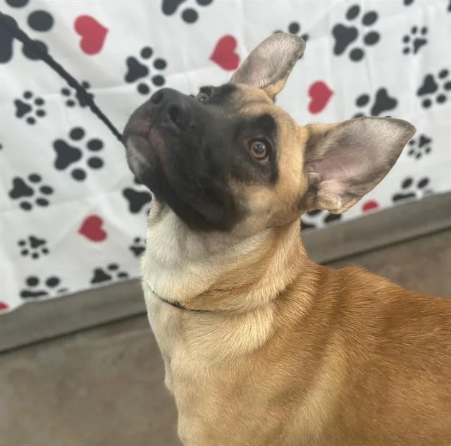 A young large-sized female Mixed Breed dog named Sweet Pea for adoption in Dallas, TX