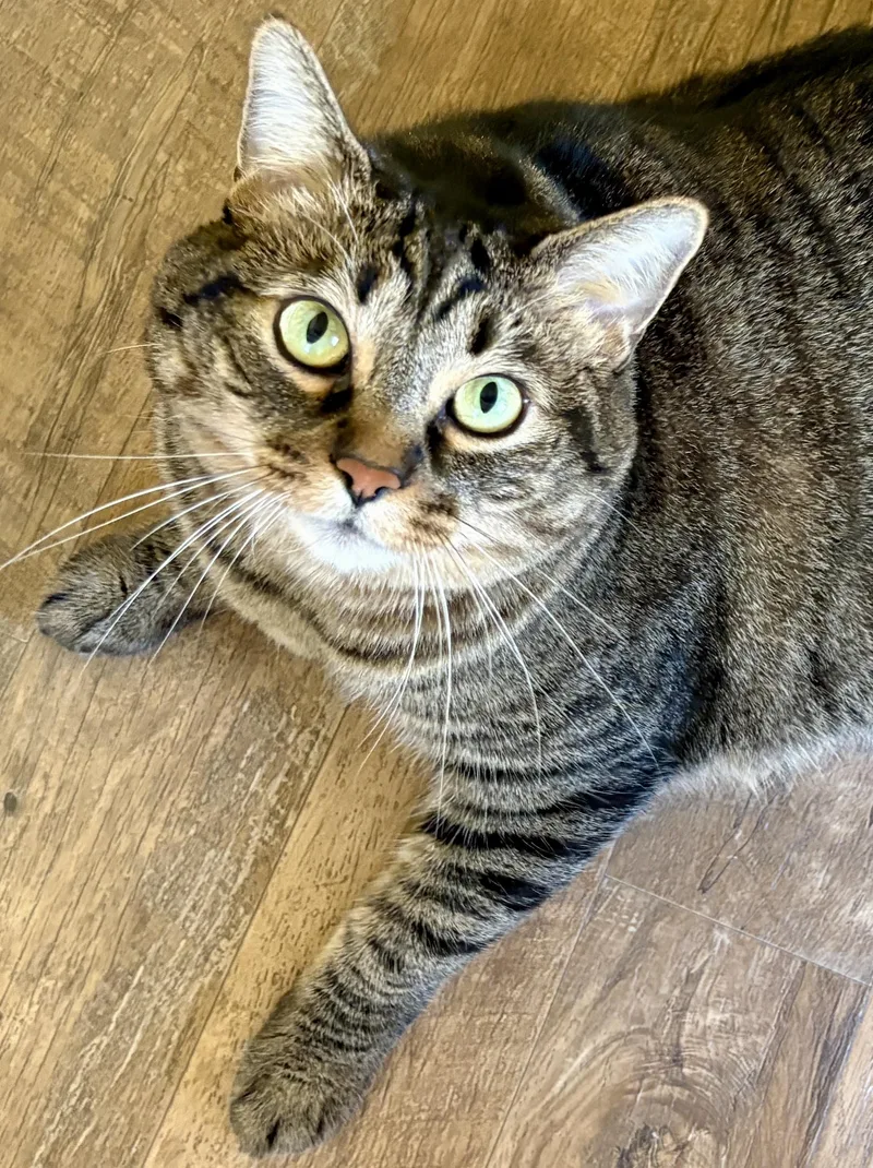 An adult extra large-sized female Domestic Short Hair cat named Gracie for adoption in Prescott, AZ