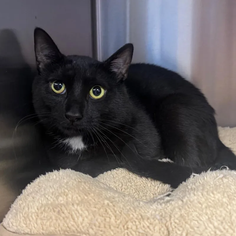 A young medium-sized male Black Domestic Short Hair cat named Milton for adoption in Easton, PA