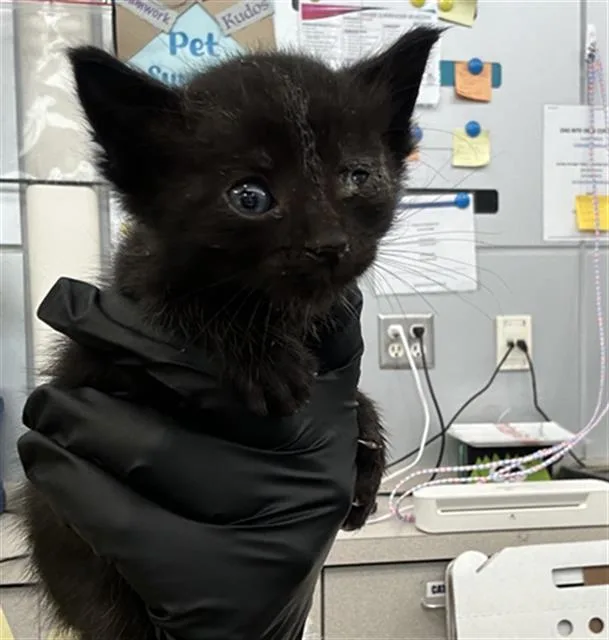 A baby medium-sized female Domestic Short Hair cat named Grace for adoption in Dallas, TX