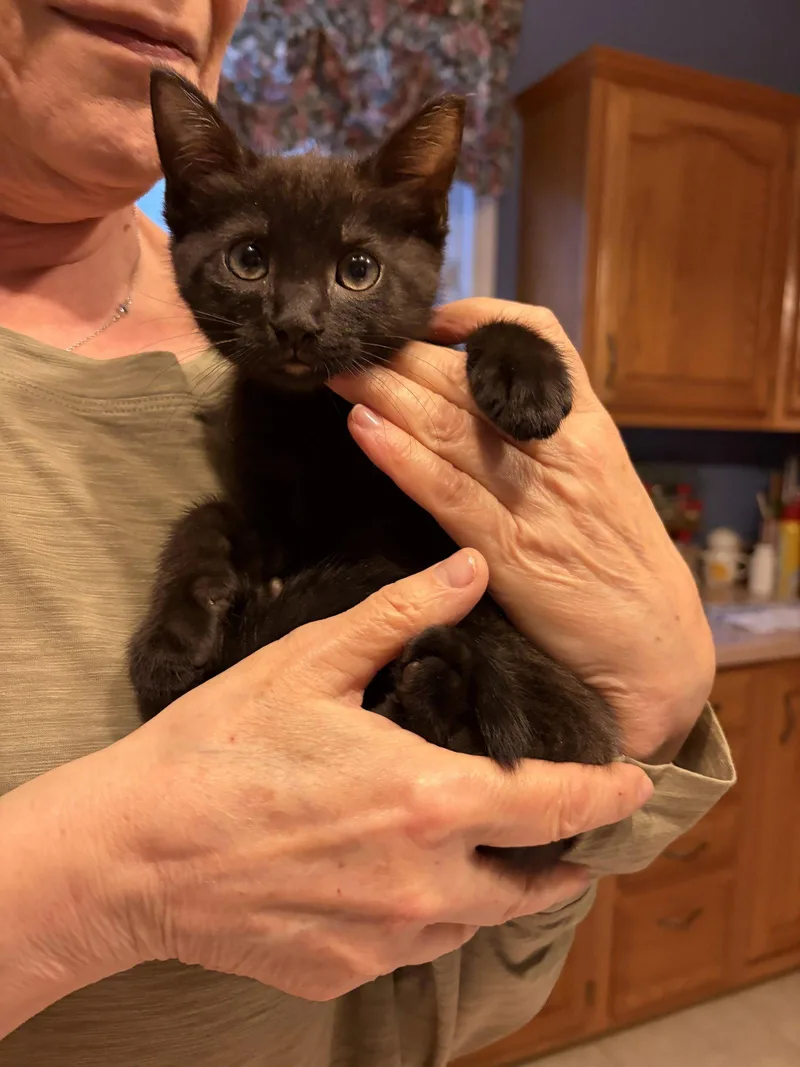 A baby medium-sized male Black Domestic Short Hair cat named Raphael W for adoption in Trenton, NJ