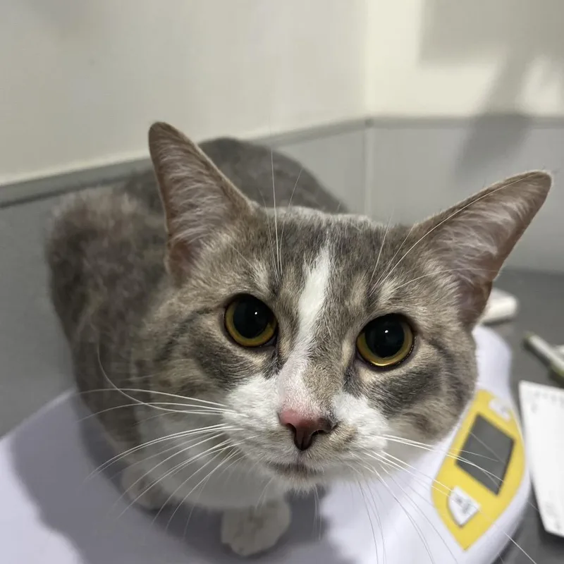 A young large-sized male Gray / Blue / Silver Domestic Short Hair cat named Pike for adoption in Tampa, FL