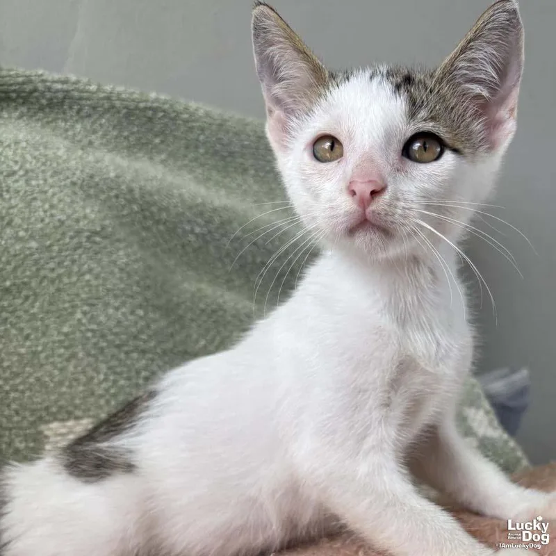 A baby medium-sized male Domestic Short Hair cat named Tiny Twix for adoption in Washington, DC