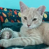 A baby small-sized male Cream / Ivory Domestic Short Hair cat named Cheeto for adoption in Rock Falls, IL