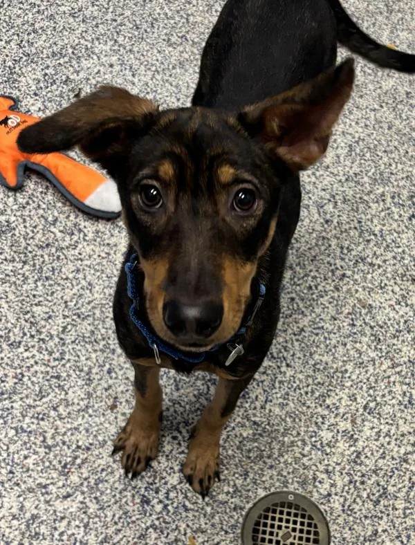 A baby medium-sized female German Shepherd Dog dog named Jane for adoption in Golden, CO