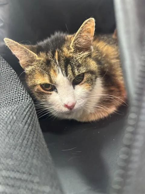 A senior medium-sized female Domestic Short Hair cat named Patience for adoption in Louisville, KY