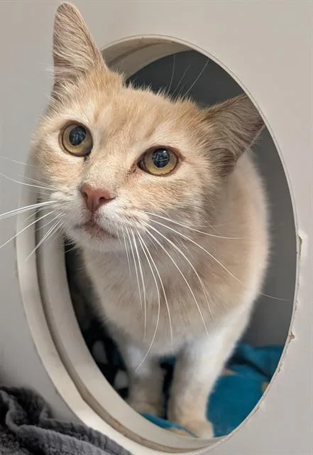 An adult medium-sized female Domestic Short Hair cat named Jennifer June Jj for adoption in Camarillo, CA