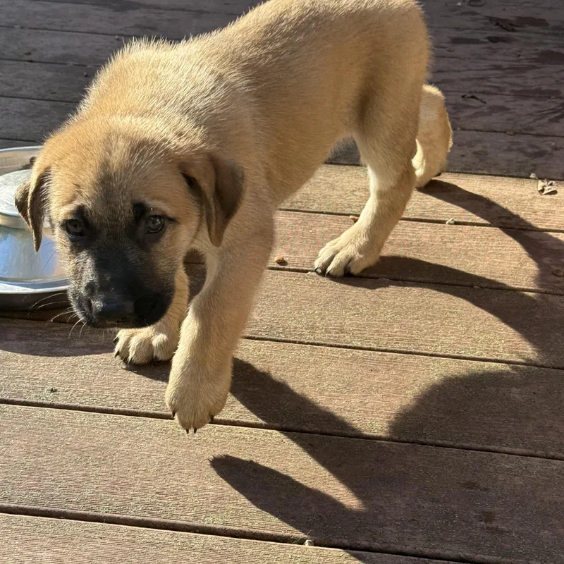 A baby large-sized male Labrador Retriever dog named Brownie for adoption in Sun Prairie, WI