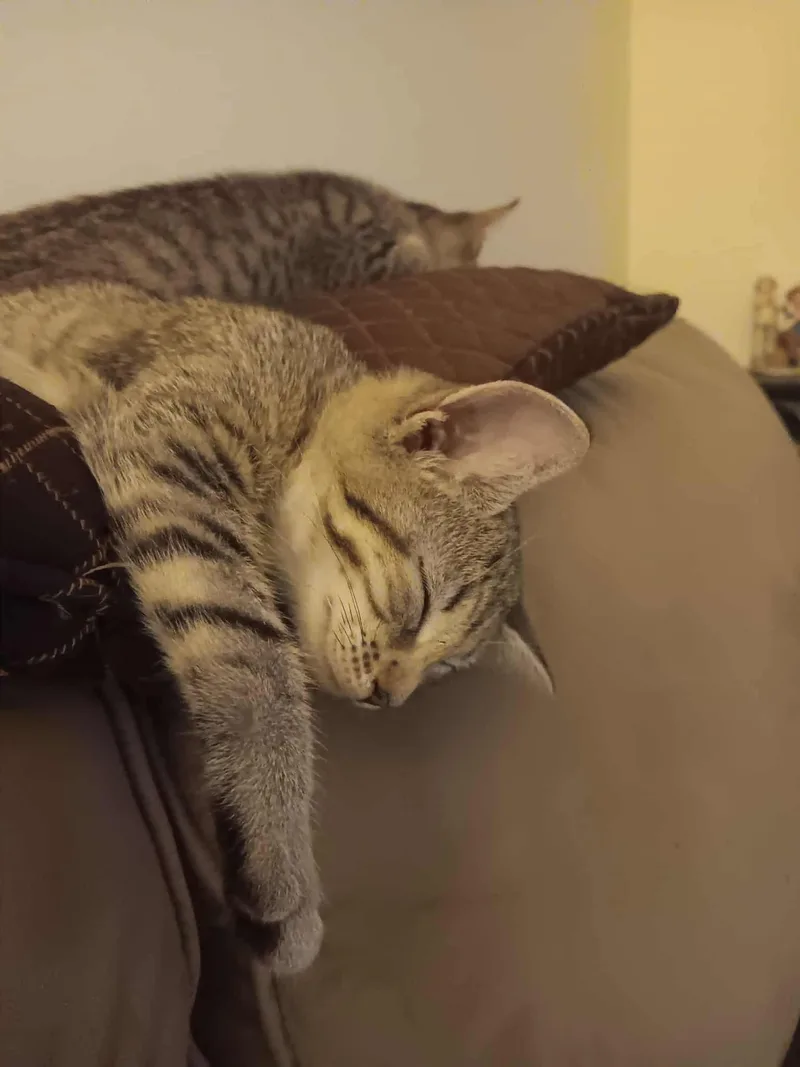 Tuna Turner thumbnail 3