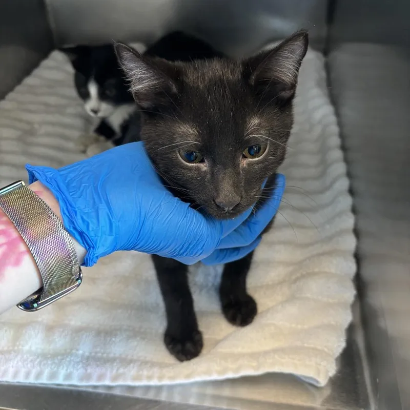 A baby small-sized male Black Domestic Short Hair cat named Yaphet for adoption in Council Bluffs, IA