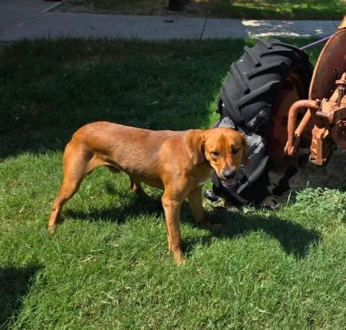 Clifford thumbnail 2