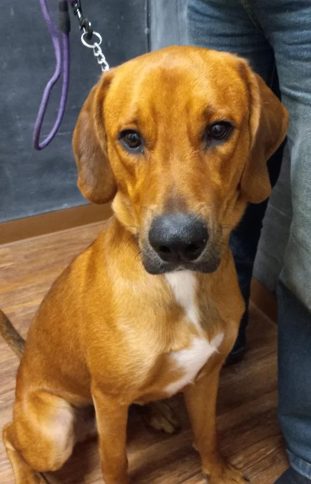 Clifford thumbnail 3