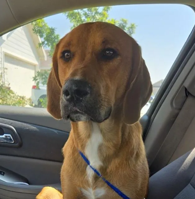 Clifford thumbnail 4