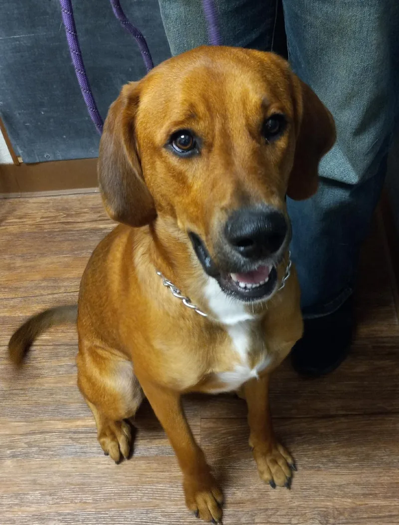 Clifford thumbnail 5