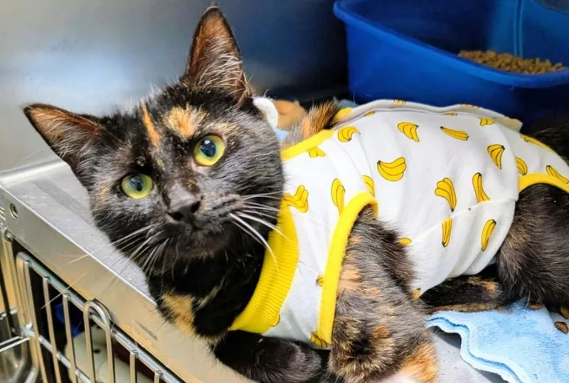 A young medium-sized female Domestic Short Hair cat named Verona for adoption in Ellijay, GA