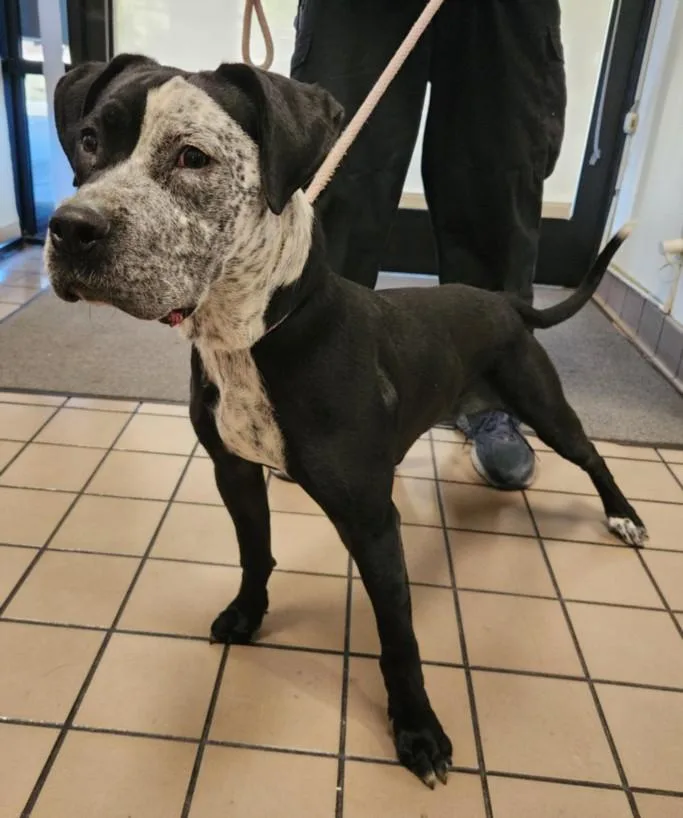 A young large-sized female Pit Bull Terrier dog named Checkers for adoption in Burbank, CA