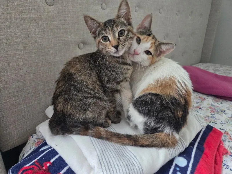 A baby small-sized female Domestic Short Hair cat named Peach for adoption in Henrico, VA