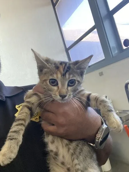 A baby medium-sized female Domestic Long Hair cat named Blaze for adoption in Victorville, CA