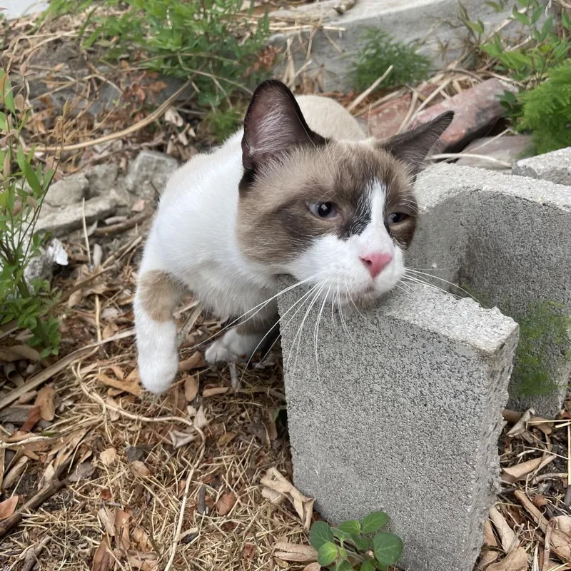 A baby small-sized male Siamese cat named Charlie for adoption in Long Beach, CA