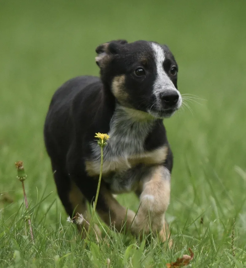 A baby medium-sized male Shepherd dog named Ronan for adoption in Mechanicsburg, PA