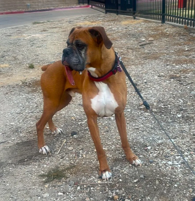 A senior medium-sized male Boxer dog named Brodi III Silver for adoption in Hewitt, TX
