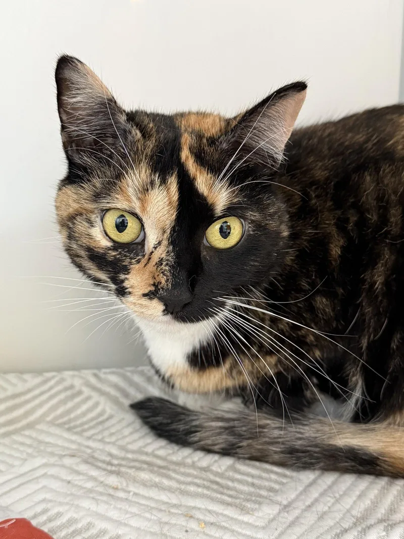 A young medium-sized female Calico cat named Ashes for adoption in Alexandria, VA