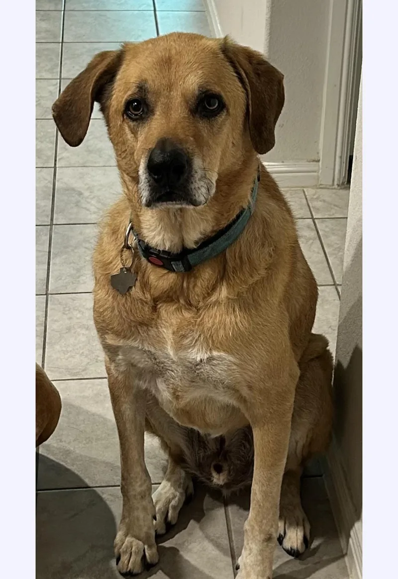An adult extra large-sized male Yellow / Tan / Blond / Fawn Labrador Retriever dog named Riggins for adoption in Houston, TX