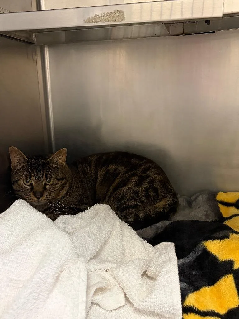 A young large-sized male Domestic Short Hair cat named Durwood for adoption in Liverpool, NY