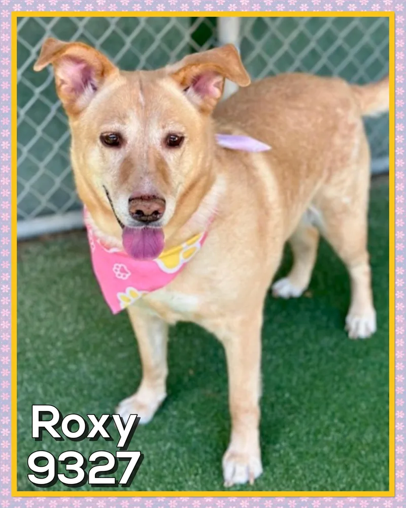 Roxy thumbnail 3