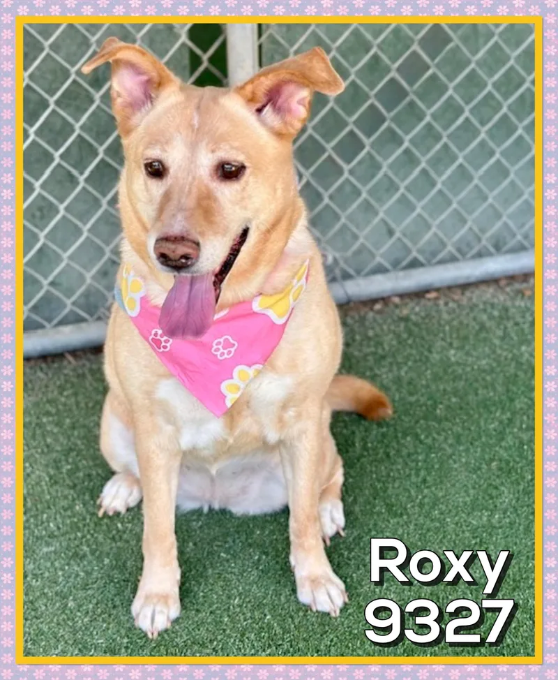 Roxy thumbnail 4