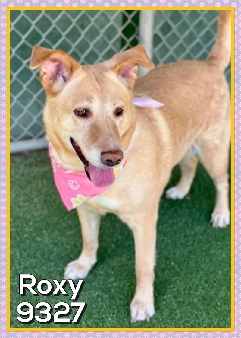 Roxy thumbnail 5